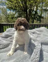 Arthur, a male Goldendoodle for sale in Barron, WI – 2 of 7