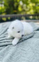 Rosemary 🪴, a female Samoyed for sale in Barron, WI – 8 of 10