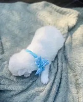 Blueberry 🫐 , a female Samoyed for sale in Barron, WI – 5 of 9