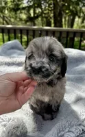Dolly, a female Goldendoodle for sale in Barron, WI – 3 of 7