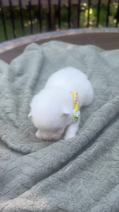 Daisy 🌼 , a female Samoyed for sale in Barron, WI – 8 of 8