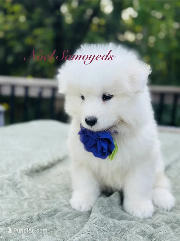 Blueberry 🫐  – Samoyed puppy for sale in Barron, WI