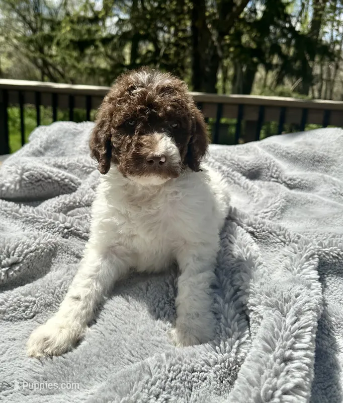 Arthur – Goldendoodle puppy for sale in Barron, WI