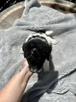 Magpie, a female Goldendoodle for sale in Barron, WI – 6 of 6