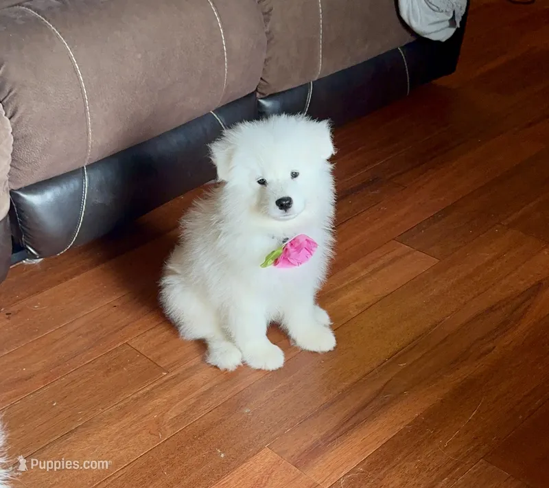 Rosemary 🪴 – Samoyed puppy for sale in Barron, WI