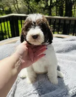 Lucky, a male Goldendoodle for sale in Barron, WI – 1 of 5