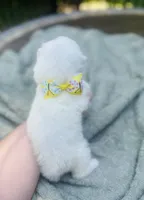 Daisy 🌼 , a female Samoyed for sale in Barron, WI – 7 of 8