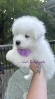 Lavender 🪴, a female Samoyed for sale in Barron, WI – 3 of 7