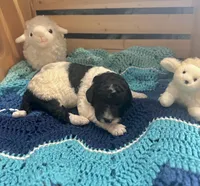 Magpie, a female Goldendoodle for sale in Barron, WI – Photo 6 of 10