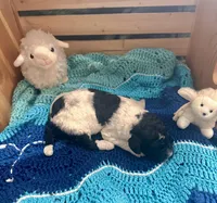 Magpie, a female Goldendoodle for sale in Barron, WI – Photo 4 of 10