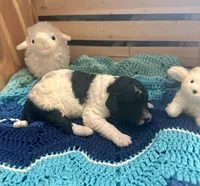 Magpie, a female Goldendoodle for sale in Barron, WI – Photo 2 of 10