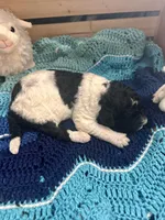 Magpie, a female Goldendoodle for sale in Barron, WI – Photo 10 of 10