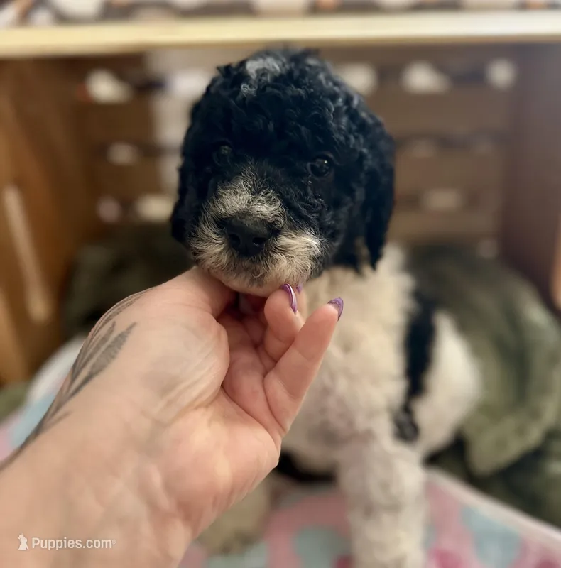 Magpie – Goldendoodle puppy for sale in Barron, WI