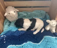 Magpie, a female Goldendoodle for sale in Barron, WI – Photo 7 of 10