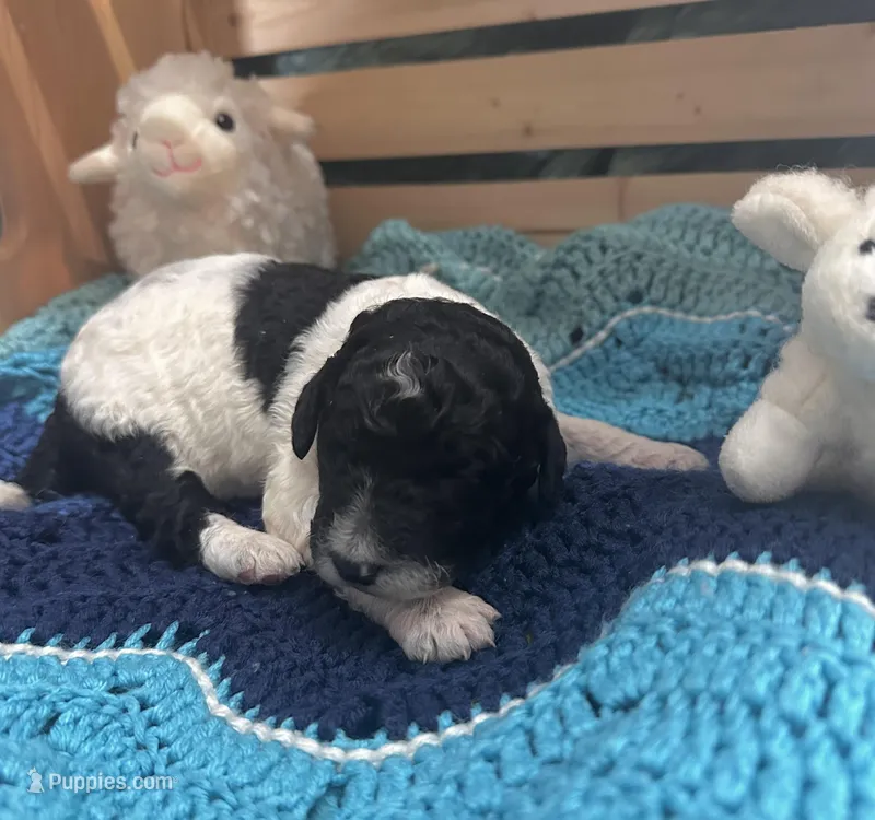 Magpie – Goldendoodle puppy for sale in Barron, WI