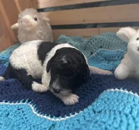 Magpie, a female Goldendoodle for sale in Barron, WI – Photo 1 of 10