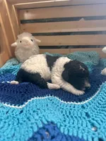 Magpie, a female Goldendoodle for sale in Barron, WI – Photo 8 of 10