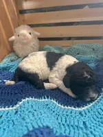 Magpie, a female Goldendoodle for sale in Barron, WI – Photo 5 of 10