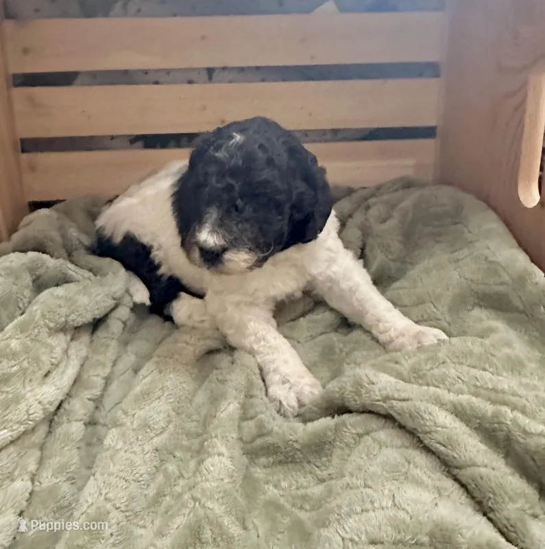 Magpie – Goldendoodle puppy for sale in Barron, WI