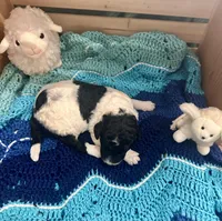 Magpie, a female Goldendoodle for sale in Barron, WI – Photo 9 of 10