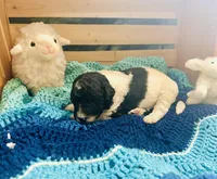 Magpie, a female Goldendoodle for sale in Barron, WI – Photo 3 of 10