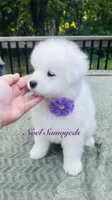 Lavender 🪴, a female Samoyed for sale in Barron, WI – 2 of 7