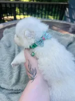 Rosemary 🪴, a female Samoyed for sale in Barron, WI – 6 of 10