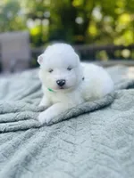 Rosemary 🪴, a female Samoyed for sale in Barron, WI – 10 of 10