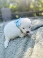 Blueberry 🫐 , a female Samoyed for sale in Barron, WI – 6 of 9