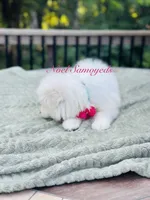 Tansy 🌸, a female Samoyed for sale in Barron, WI – 4 of 8
