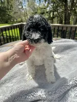 Magpie, a female Goldendoodle for sale in Barron, WI – 4 of 6