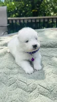Lavender 🌿, a female Samoyed for sale in Barron, WI – 5 of 9