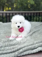 Tansy 🌸, a female Samoyed for sale in Barron, WI – 1 of 8