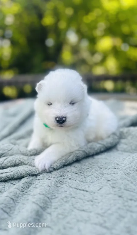 Rosemary 🪴 – Samoyed puppy for sale in Barron, WI