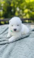 Rosemary 🪴, a female Samoyed for sale in Barron, WI – 1 of 10