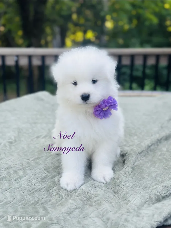 Lavender 🪴 – Samoyed puppy for sale in Barron, WI