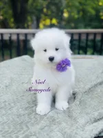 Lavender 🪴, a female Samoyed for sale in Barron, WI – 1 of 7