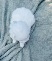 Rosemary 🪴, a female Samoyed for sale in Barron, WI – 9 of 10
