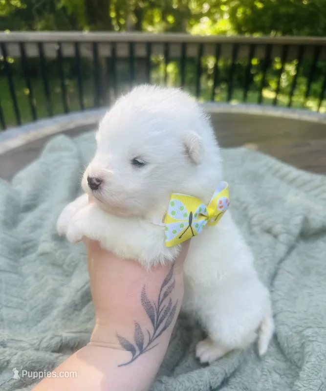 Daisy 🌼  – Samoyed puppy for sale in Barron, WI