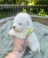 Daisy 🌼 , a female Samoyed for sale in Barron, WI – 1 of 8