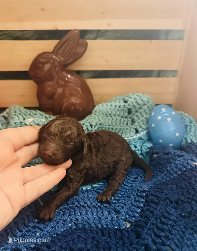 Tootsie – Goldendoodle puppy for sale in Barron, WI