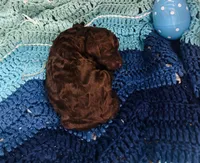 Tootsie, a female Goldendoodle for sale in Barron, WI – Photo 2 of 7