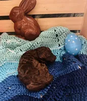 Tootsie, a female Goldendoodle for sale in Barron, WI – Photo 4 of 7