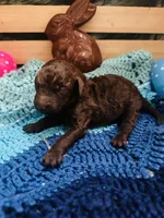 Tootsie, a female Goldendoodle for sale in Barron, WI – Photo 5 of 7