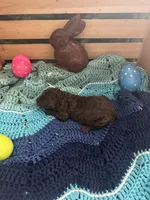 Tootsie, a female Goldendoodle for sale in Barron, WI – Photo 6 of 7