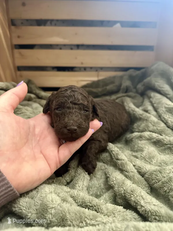 Tootsie – Goldendoodle puppy on hold in Barron, WI
