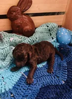 Tootsie, a female Goldendoodle for sale in Barron, WI – Photo 7 of 7