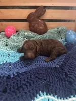 Tootsie, a female Goldendoodle for sale in Barron, WI – Photo 3 of 7