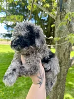 Zorro, a male Goldendoodle for sale in Barron, WI – 3 of 6