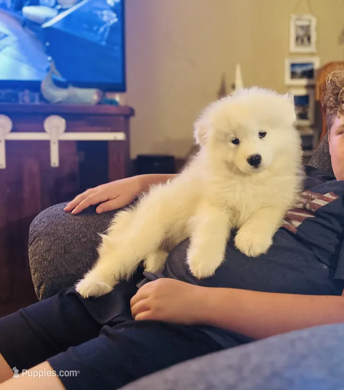 Tansy 🌸 – Samoyed puppy for sale in Barron, WI